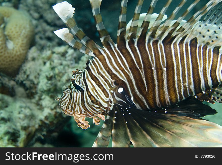 Close-up of a Common Lionfish in the Red Sea, Egypt