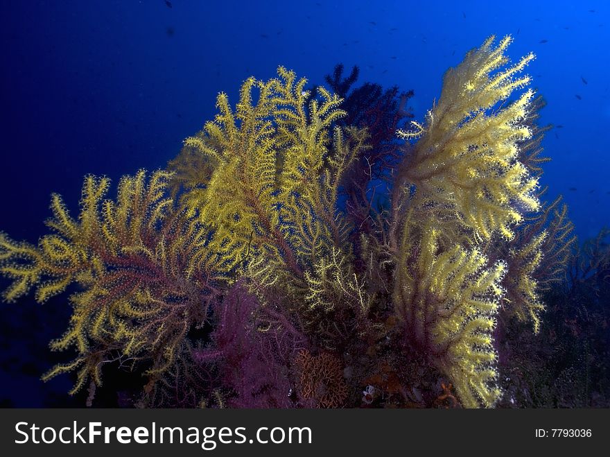 Beautyfull bicolors gorgonian (Paramuricea clavata) in Scilla. Beautyfull bicolors gorgonian (Paramuricea clavata) in Scilla.