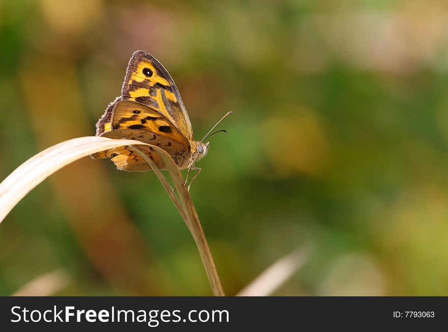 Butterfly