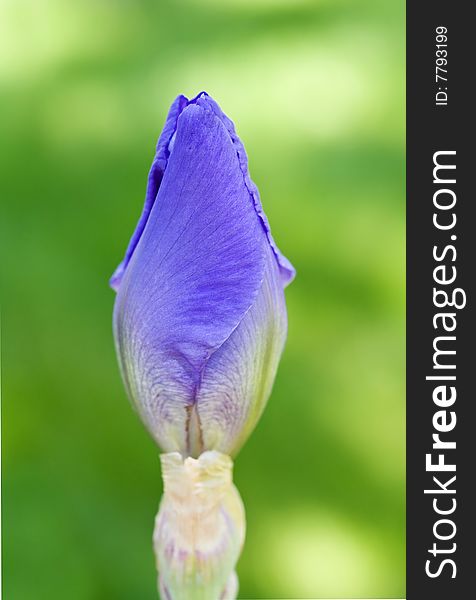 Close up of a Purple Iris Bud