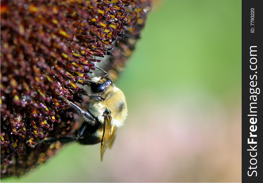 Close up shot of Bumblebee on the flower collecting nectar