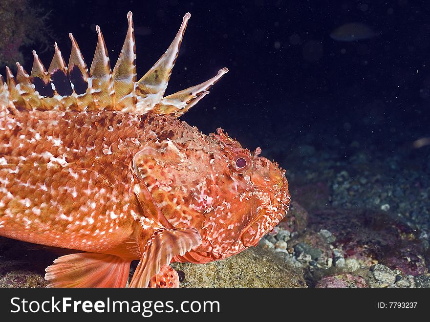 Great portrait of red stone fish in mediterranean sea. Great portrait of red stone fish in mediterranean sea.