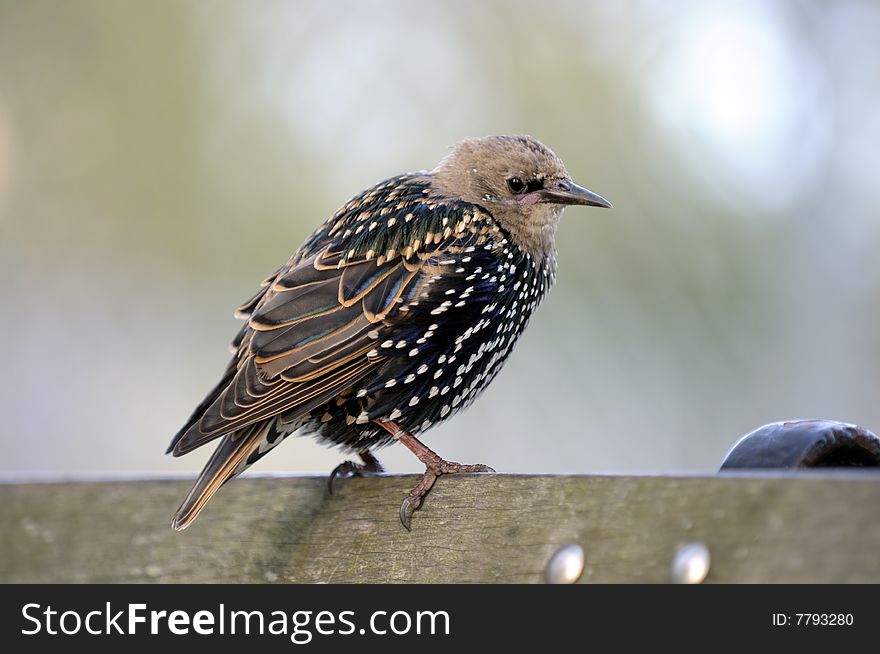 Bird Starling in autumn sits on the bench