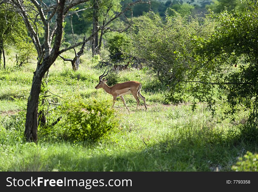 Young male impala in Kruger park