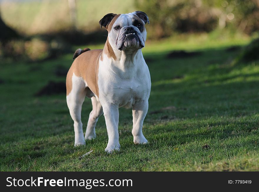 A Portrait of an english bulldog male