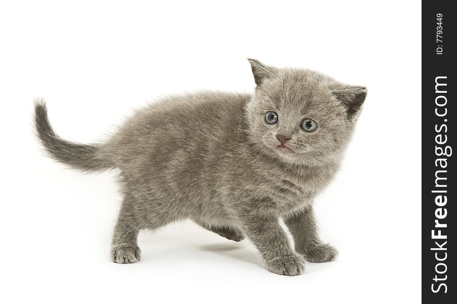 Small funny kitten. Isolated on white background. Small funny kitten. Isolated on white background
