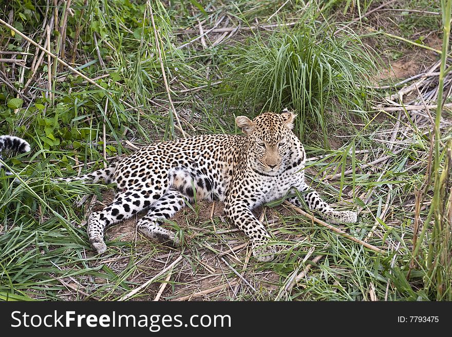 Leopard resting at Kruger national park.