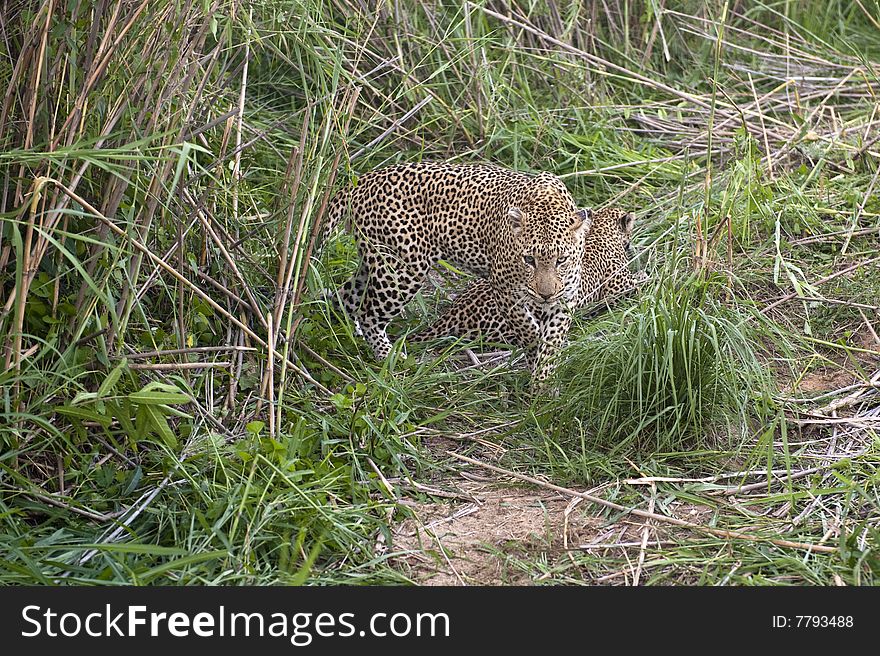 Leopard resting at Kruger national park.