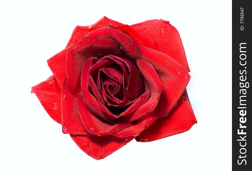 Red rose isolated on white background