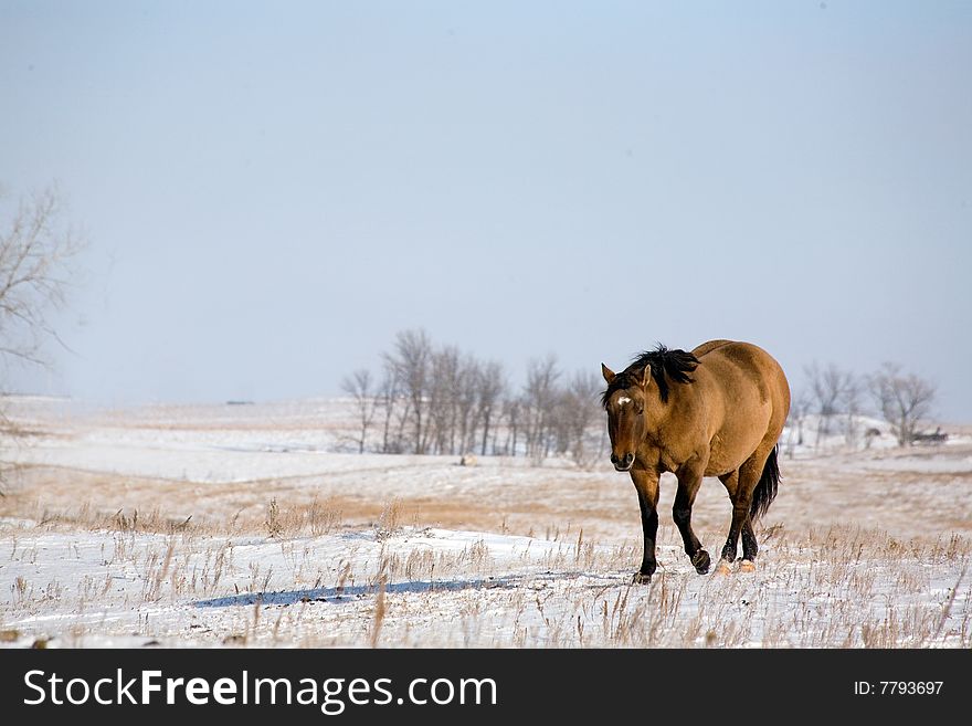 Quarter horse mare walking in the snow. Quarter horse mare walking in the snow