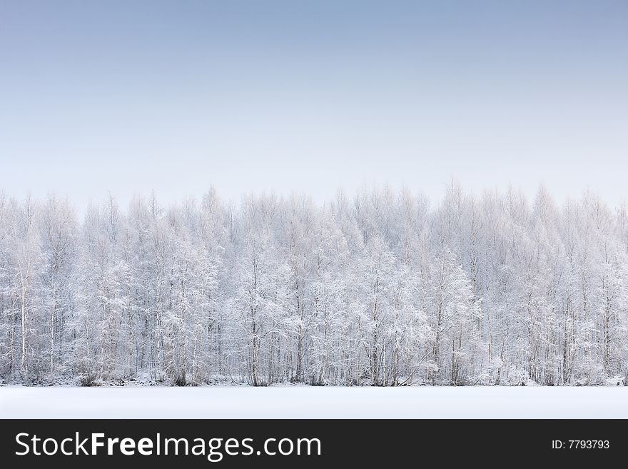 Wintery forest in Northern Finland. Wintery forest in Northern Finland.