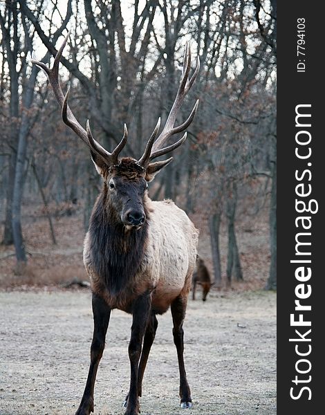 Herd bull elk in field