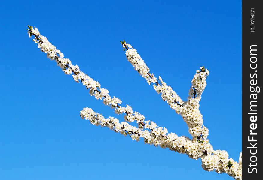 A cherry tree branch with white flowers against blue sky. A cherry tree branch with white flowers against blue sky.