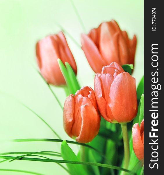 Nice pink tulips in close up isolated