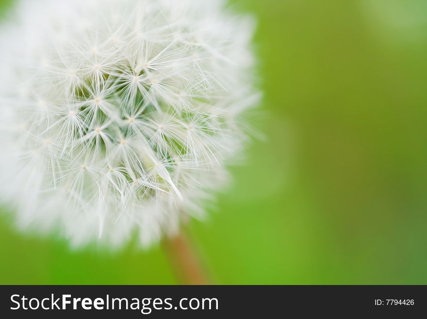 White dandelion close-up on green background