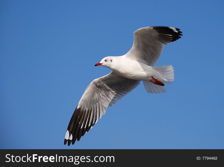 Beautiful   white seagull flying on blue sky.
