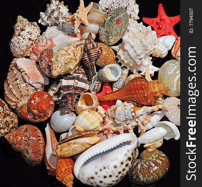 A beautiful alluvial of different seashells. A beautiful alluvial of different seashells