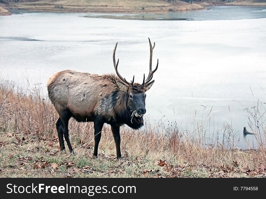 Bull elk feeding by frozen lake
