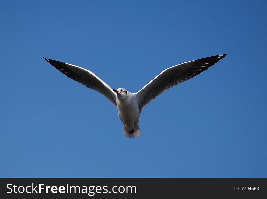 Beautiful   White Seagull