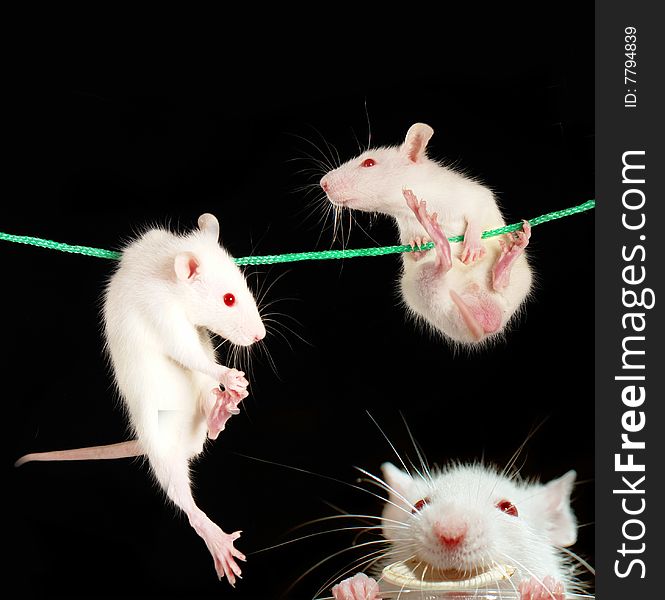 White rat on a black background