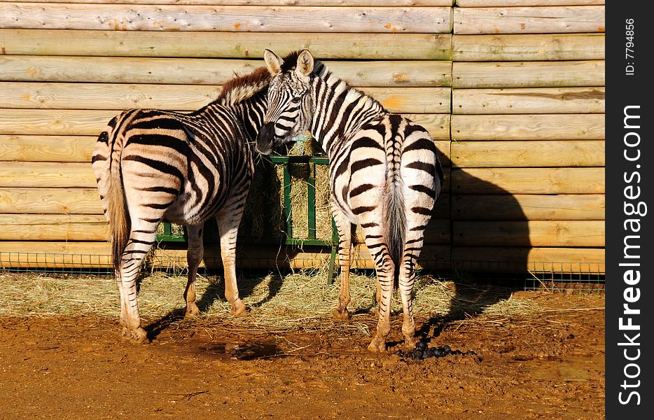 A shot of two zebras eating in a zoo