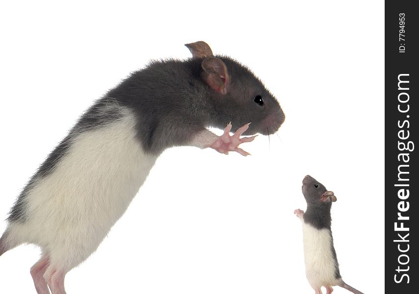 Rats