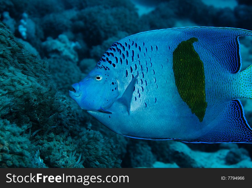 Yellowbar Angelfish on a reef in the Red Sea