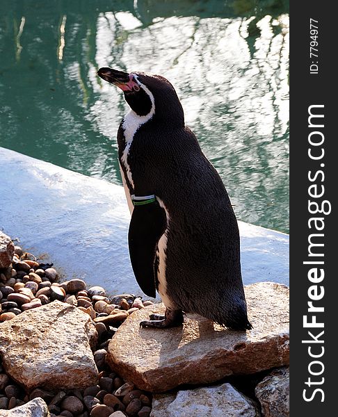 Close up shot of a penguin by the water