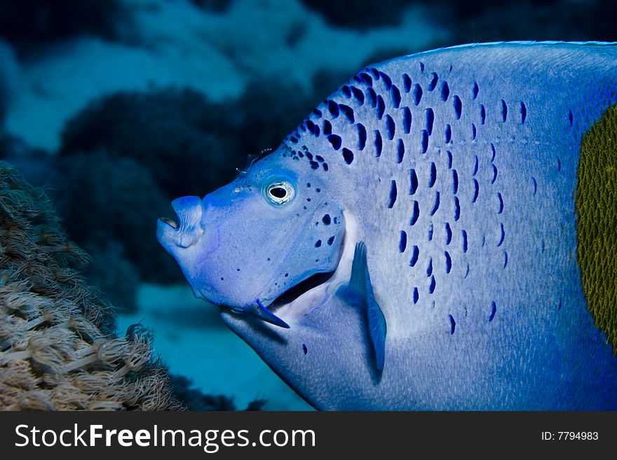 Yellowbar Angelfish with cleaner shrimp in the Red Sea