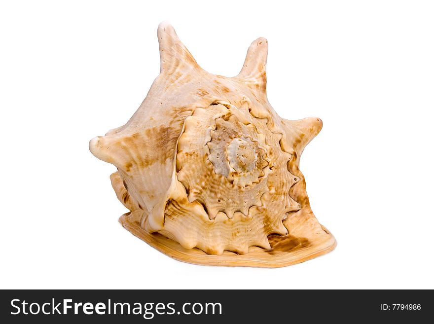 Seashell from Red Sea isolated