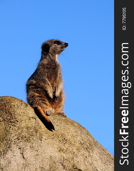 Shot of a meerkat on top of a hill