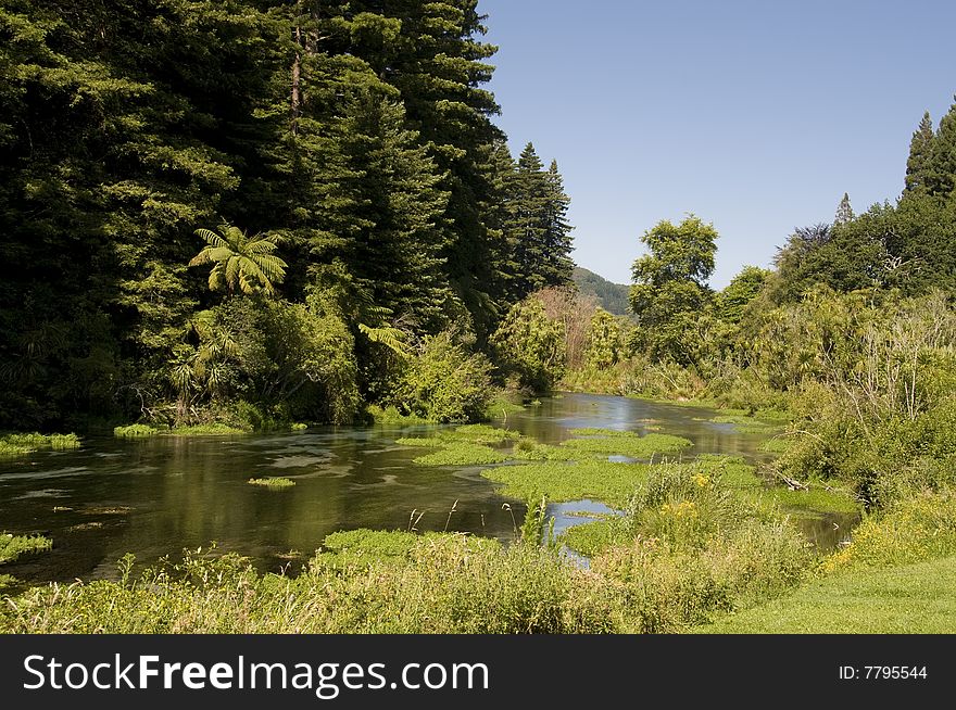 The Hamurana Spring provides pure crystal clear water to Lake Rotorua in New Zealand, a haven for rainbow trout. The Hamurana Spring provides pure crystal clear water to Lake Rotorua in New Zealand, a haven for rainbow trout.