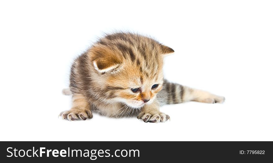 Kitten lays down on a white background