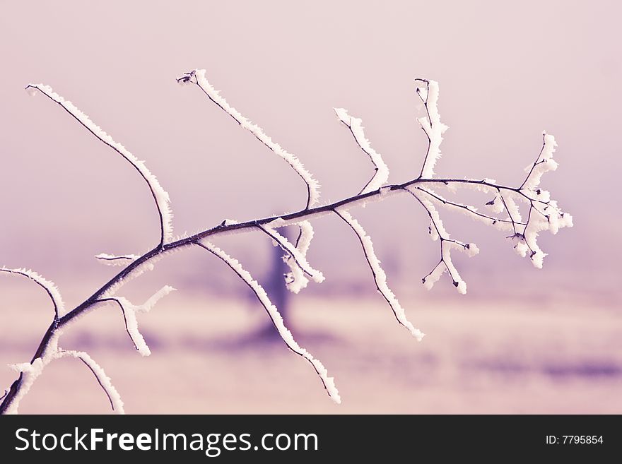 Frozen branch from snowy tree