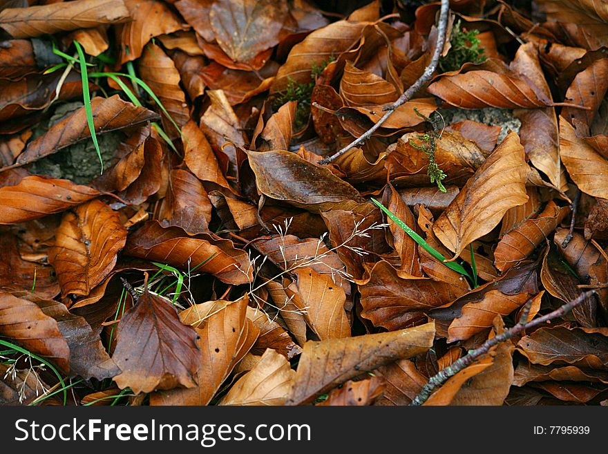 An image of autum leaves in the floor. An image of autum leaves in the floor