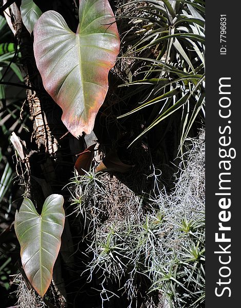 Arrowhead plant growing in a full sun in a jungle