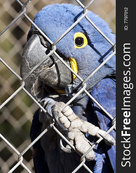 Colorful blue parrot looks at passersby through chainlink fence. Colorful blue parrot looks at passersby through chainlink fence.