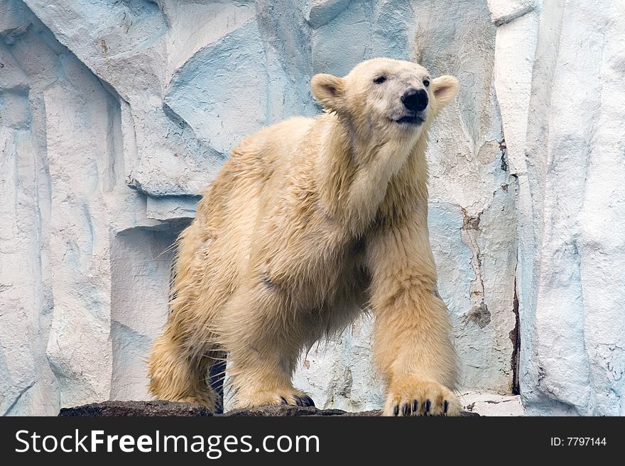 Polar Bear At The Zoo