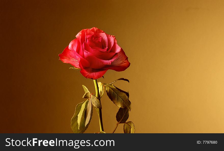 A red rose in a warm light