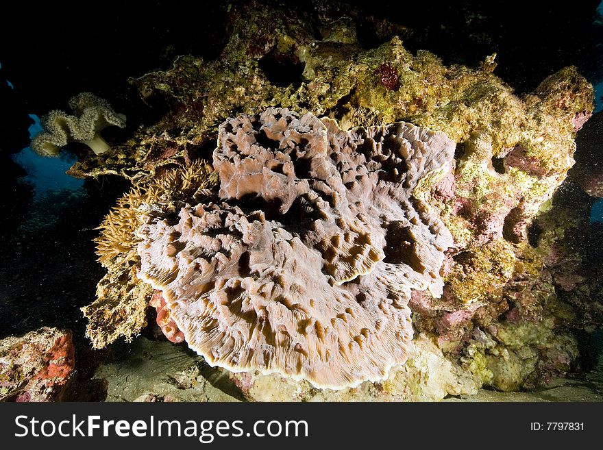 Elephant Ear Mushroom Coral (Rhodactis mussoides) taken in the red sea.