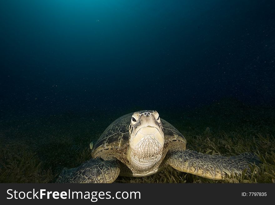 Male green turtle (chelonia mydas) taken in the red sea.