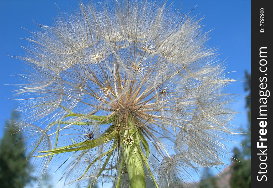 Blowball in aspen colorado on a suny day. Blowball in aspen colorado on a suny day