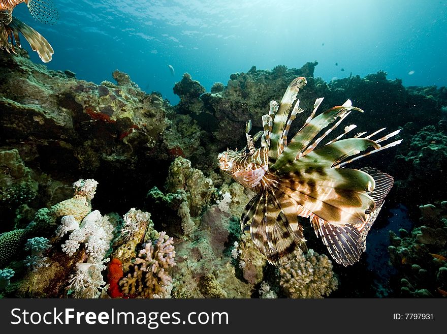 Common lionfish (pterois miles) taken in the red sea.