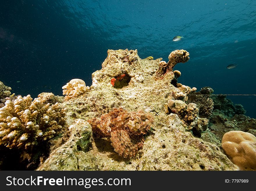 Bearded scorpionfish (scorpaenopsis barbatus) taken in the red sea.