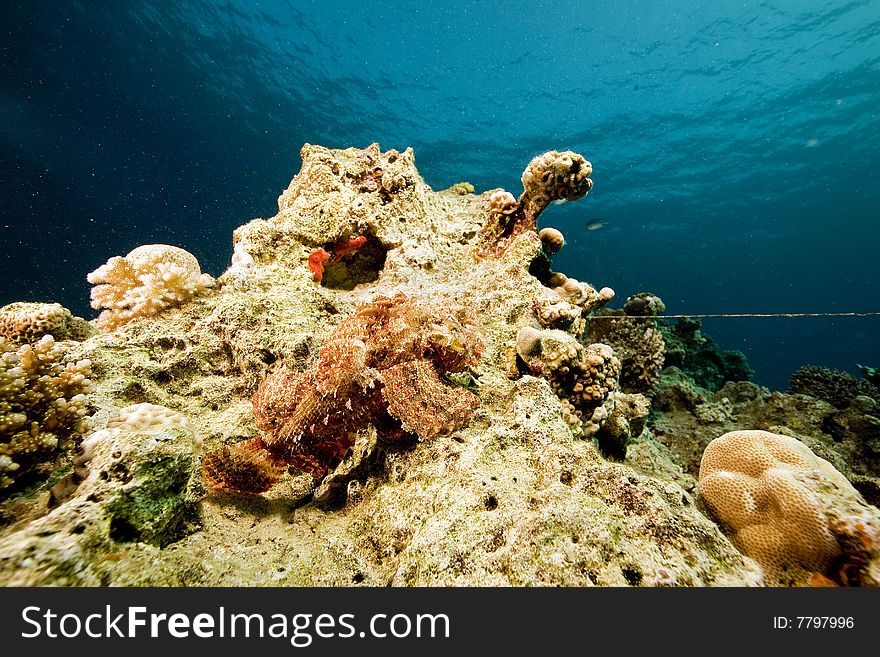 Bearded scorpionfish (scorpaenopsis barbatus) taken in the red sea.