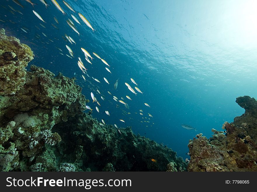 Coral and fish taken in the red sea.