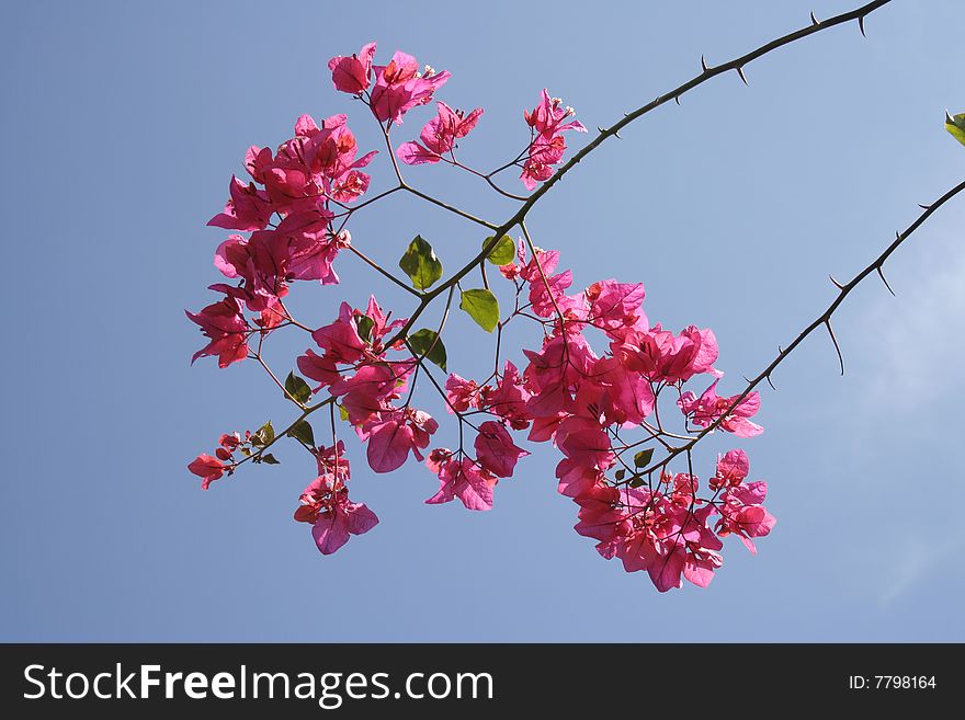 Pink bougainvillea on the blue sky