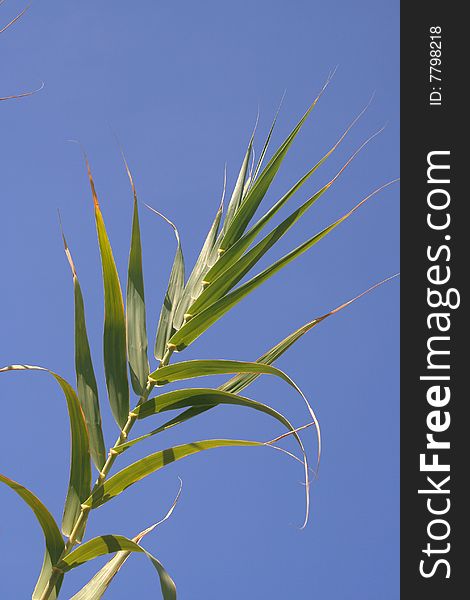 Bamboo on the blue sky