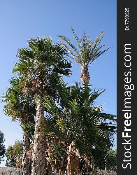 High palm trees on Lipari Island Volcano, Italy