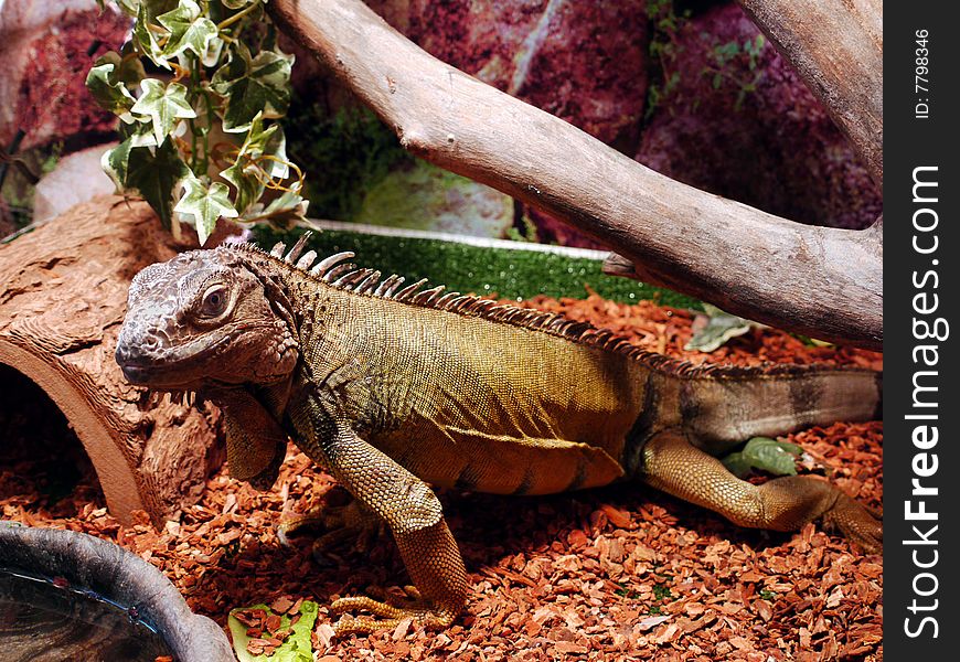 Iguana at home in its terrarium. Iguana at home in its terrarium